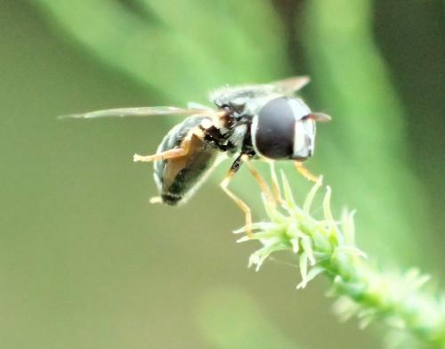 Paragus sp.